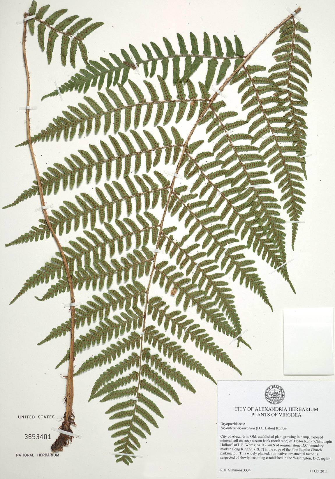 Botanical specimen, fern