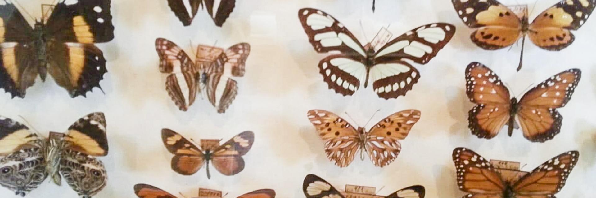 Butterfly Collection, Museu Nacional do Rio de Janeiro Photo by Maurobio. Licensed under the Creative Commons Attribution-Share Alike 4.0 International