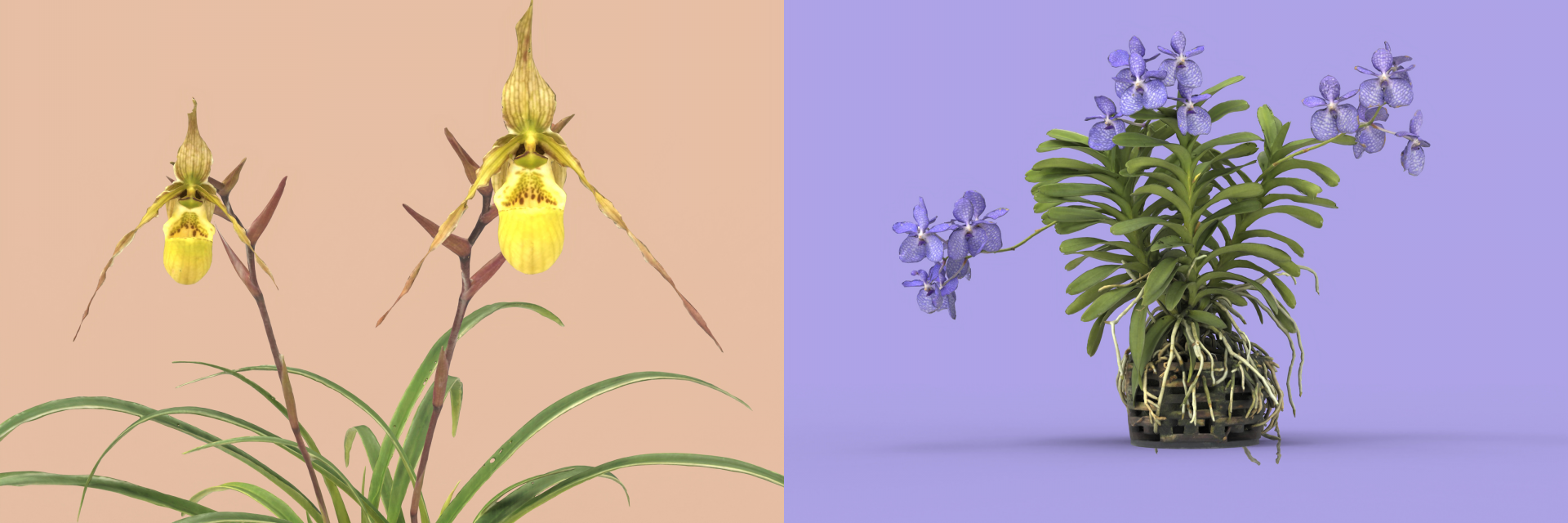colorful tiled image showing 4 orchid plants with blooms
